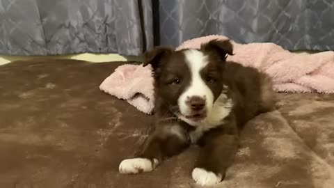 puppy gets shy after i kiss her on the head