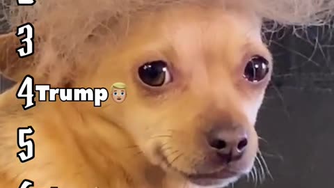 Funny dog moments
