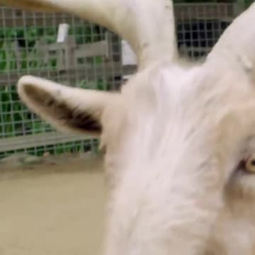 ¡Impresionante Desgarrado De Piel De Serpiente!