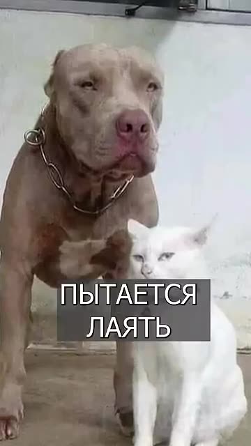 The cat thinks he's a PIT BULL