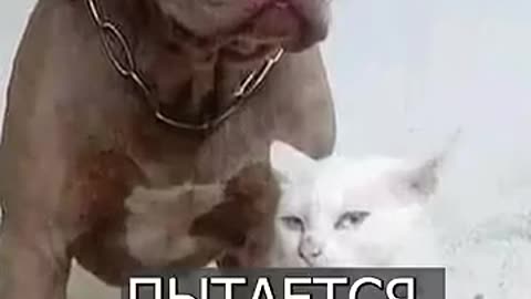 The cat thinks he's a PIT BULL