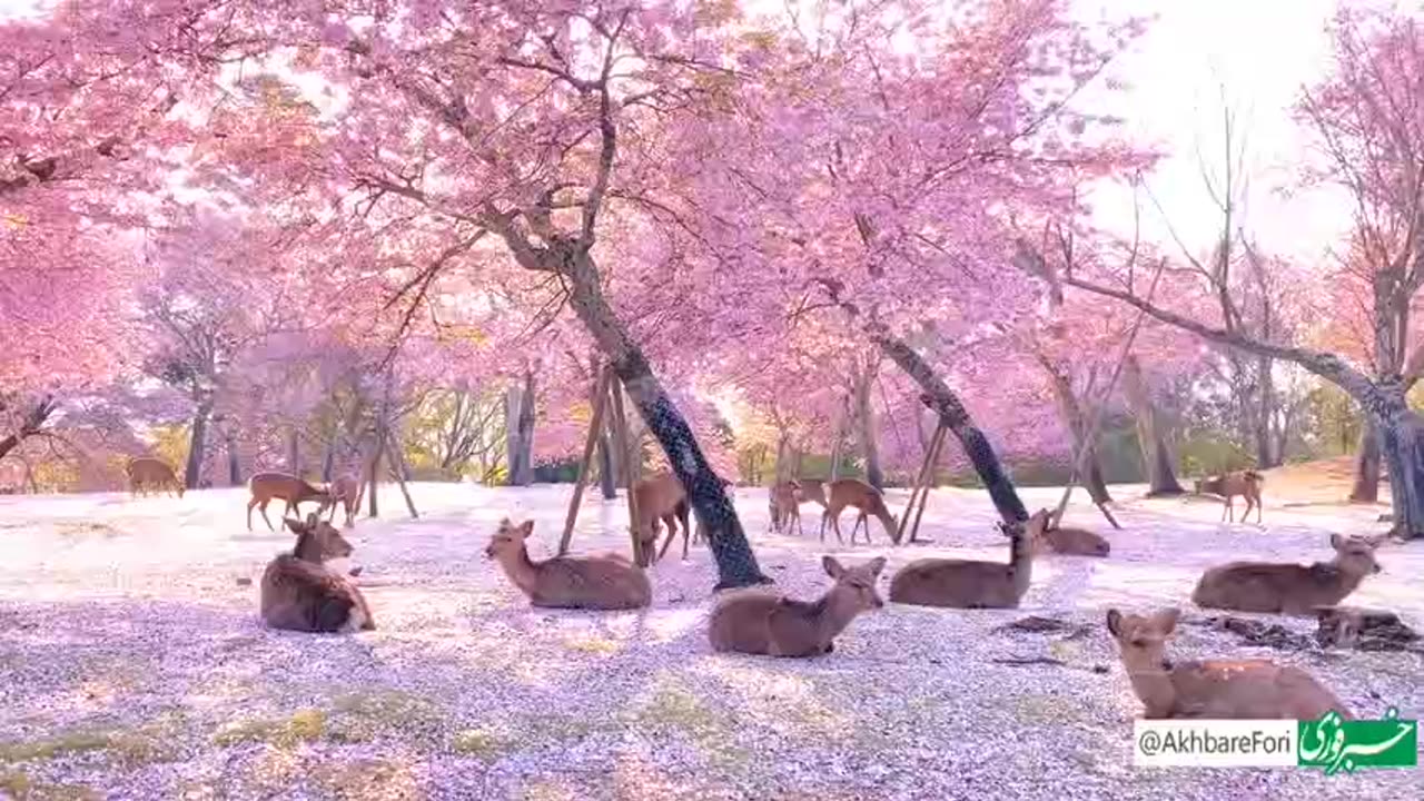 A herd of deer resting in the shade of cherry blossoms in Nara Park, Japan.