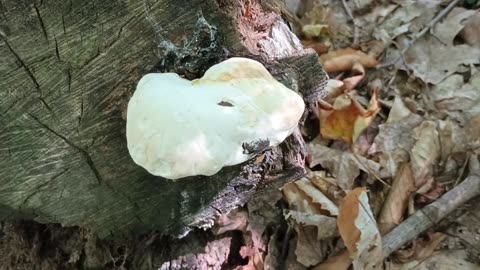 Mushroom