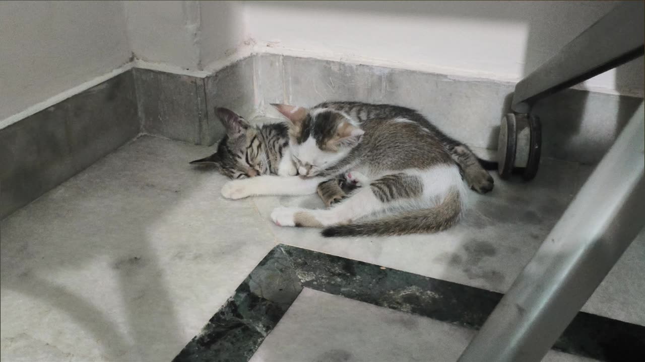 1st Aug Patch & Alt napping together #patchaltwrenchgang