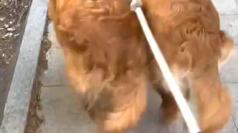 Epic Animal Fails 2025 – Cats vs Dogs Comedy Edition!