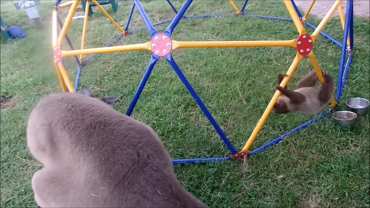 Baby Sloths being Sloths