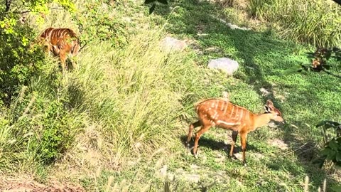 Sitatunga: Found in Central & Southern Africa