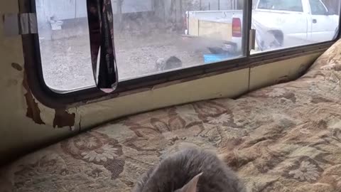 🐈Saturday💪Devotional🐕