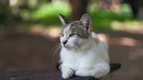 Cat, animal, mammal