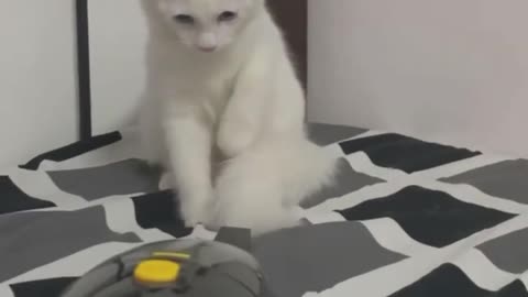 Cute Cat funny Videos