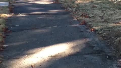 If Dogs Had Inner Monologues - Border Collie #funny #shorts #dog #animals