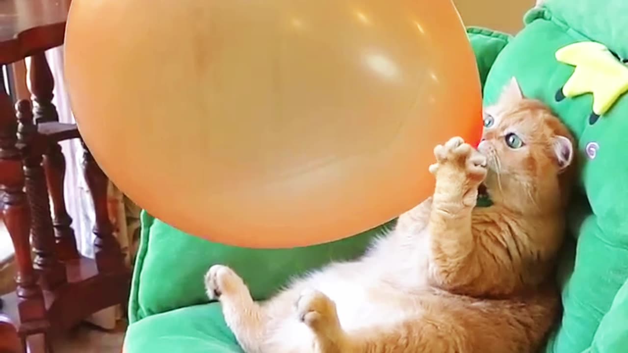 Funny video ,#The cat was blowing up a beautiful balloon, #but it burst.