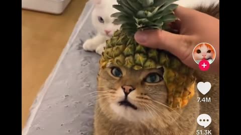 Cat hat