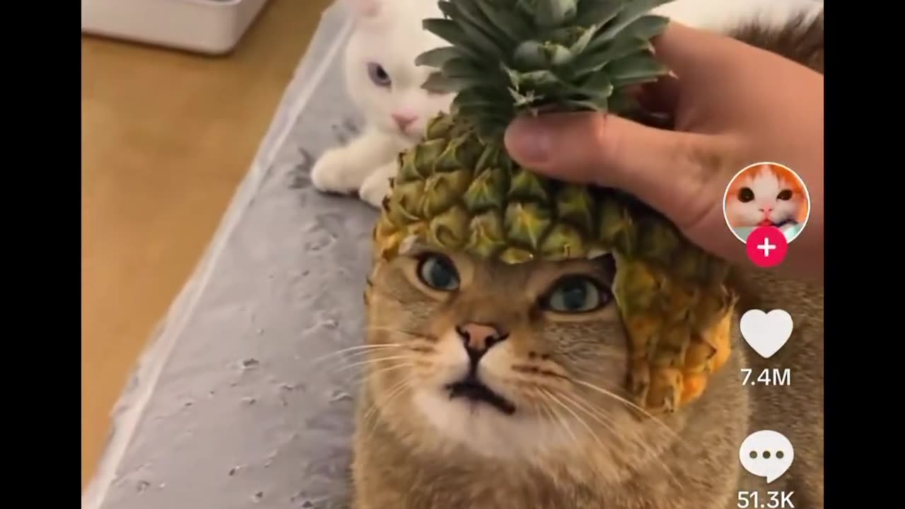 Cat hat