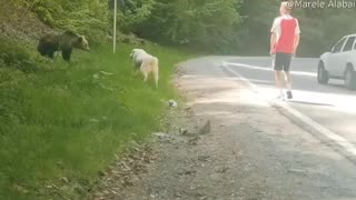 Brave Dog