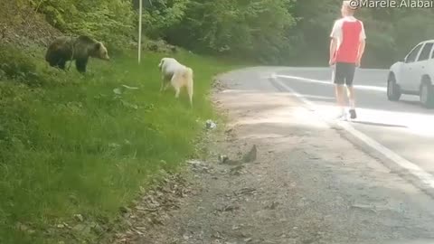Brave Dog