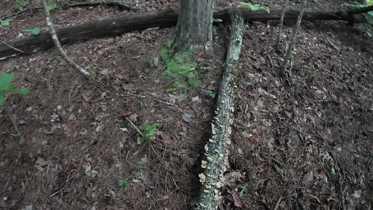 Can this retard make it to the tree before he touches lava Day: 8