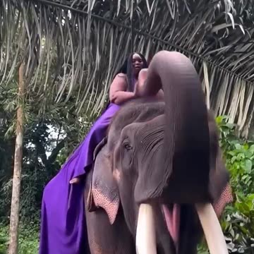 Even Elephants hate negros!!!❤️