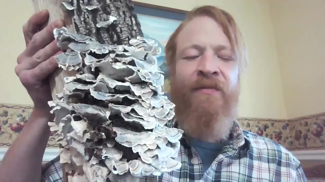 Episode 5: Unlocking The Hidden Wisdom of Medicinal Mushrooms with Red Wolf
