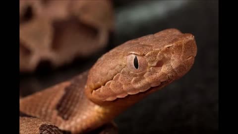 Dr Charles Copperhead presents... Might is Right by Ragnar Redbeard (pt 04 of 08)