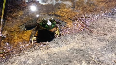 Bullfrog