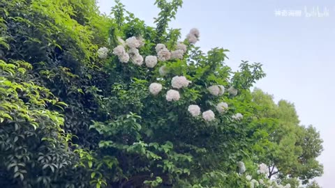 The Deepest Voice in the World