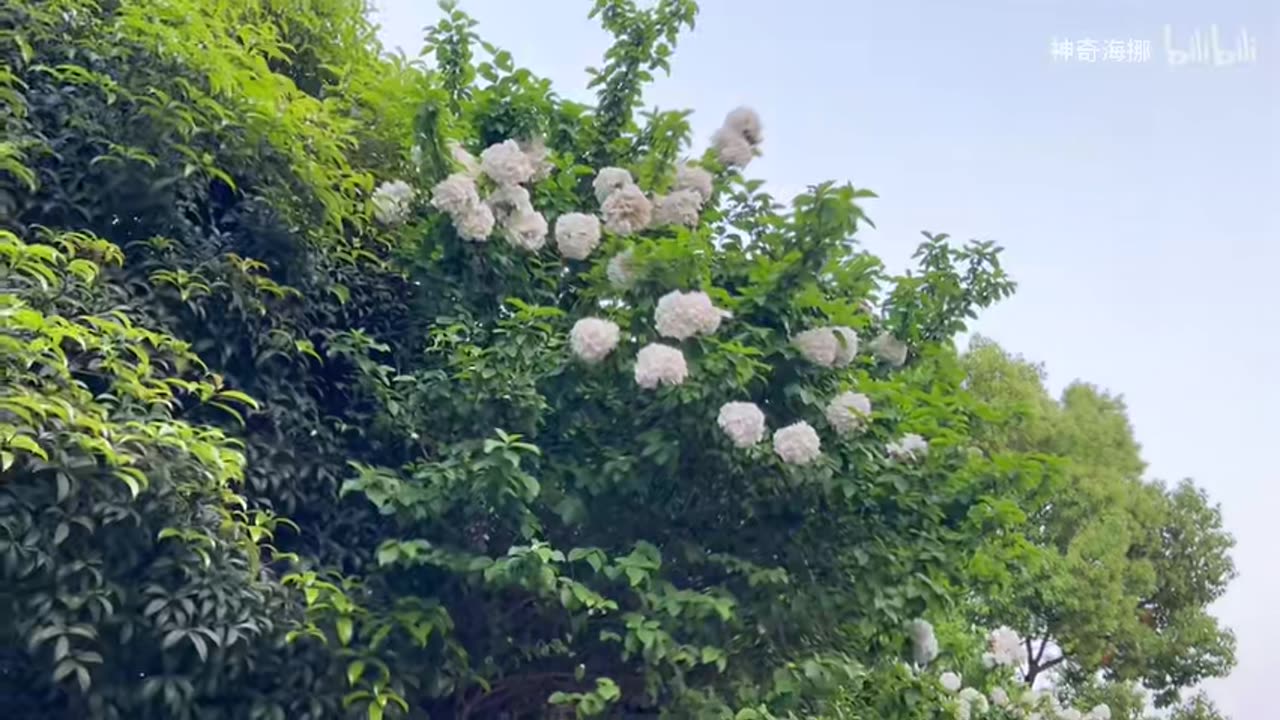 The Deepest Voice in the World