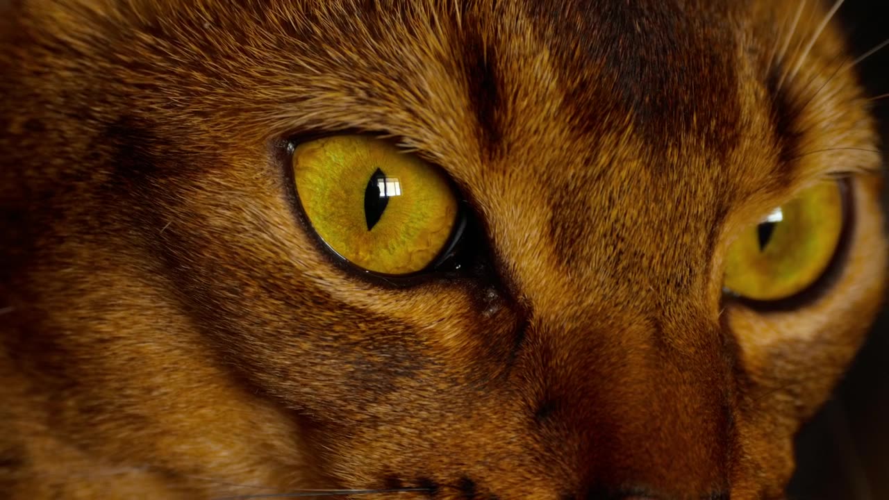 Cat eyes closeup
