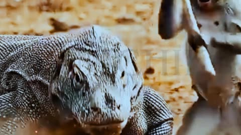 Epic Battle: Monkey Defends Zebra Against Komodo Attack