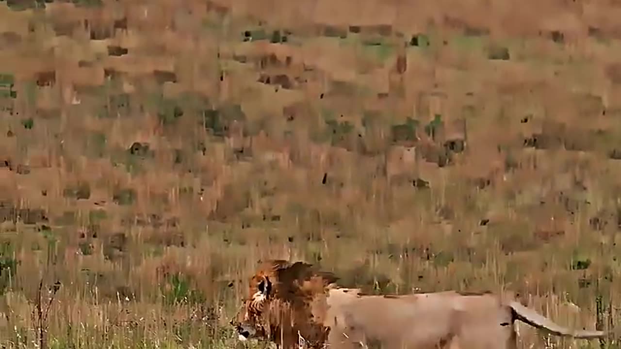animals