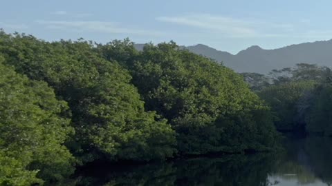 Flying over a green mangrove swamp with mountain in the distance and a clear sky