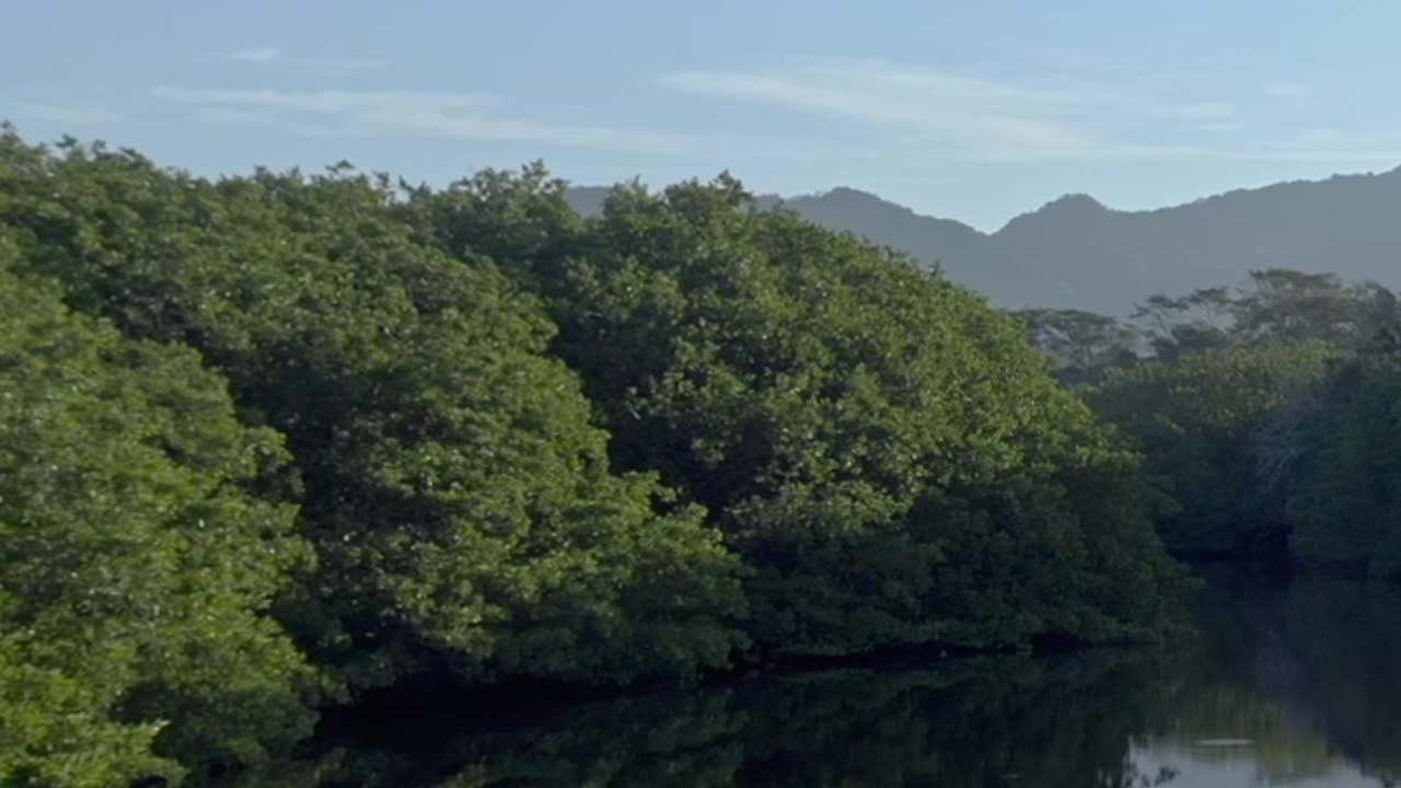 Flying over a green mangrove swamp with mountain in the distance and a clear sky
