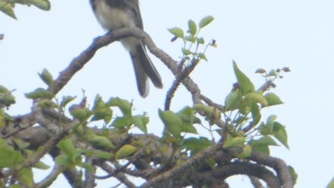 Bird calling