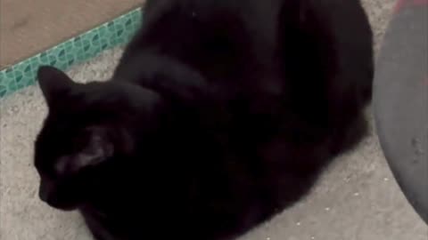 Precious Piper Shows Reasons to Be a Loaf Guard - Adopting a Cat from a Shelter Vlog #shorts
