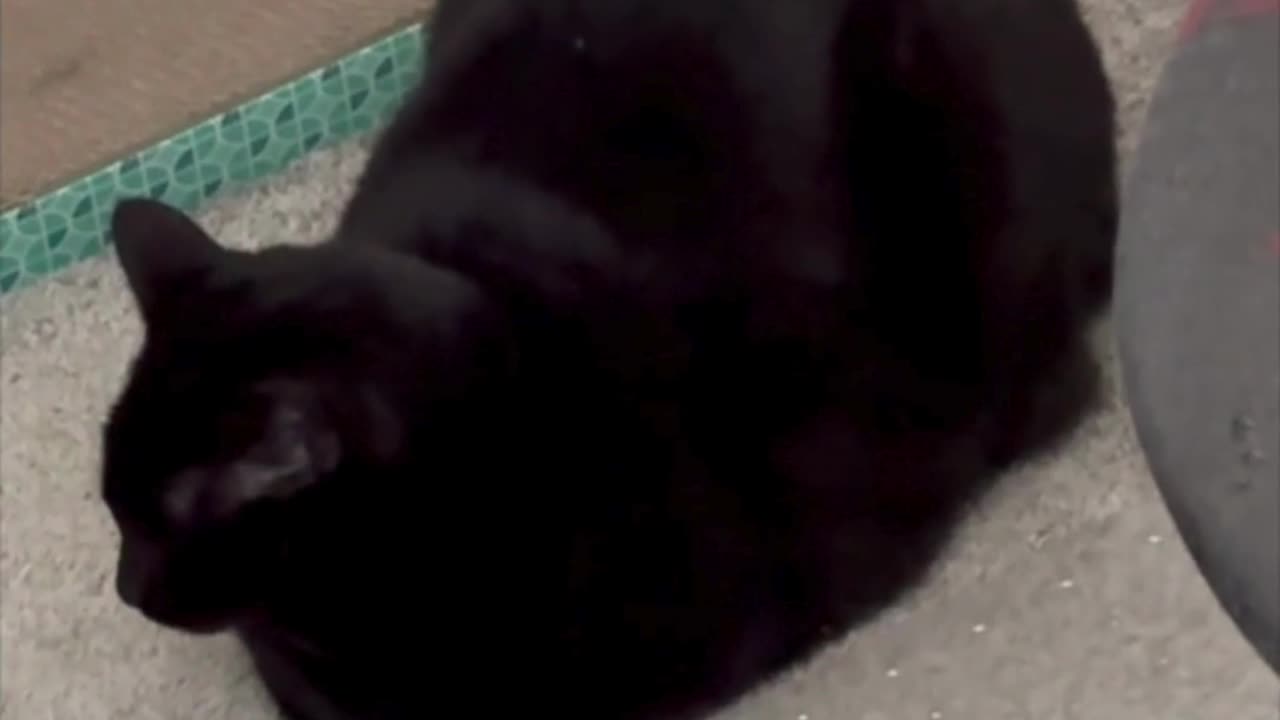 Precious Piper Shows Reasons to Be a Loaf Guard - Adopting a Cat from a Shelter Vlog #shorts
