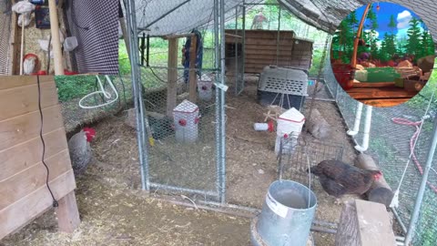 Chicken Live Stream
