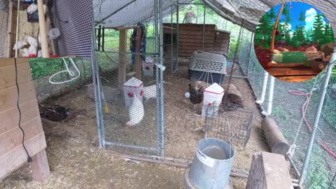 Chicken Live Stream