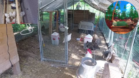 Chicken Live Stream