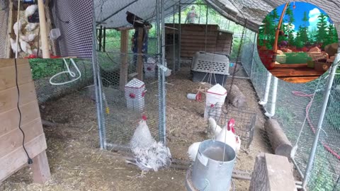 Chicken Live Stream
