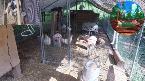Chicken Live Stream