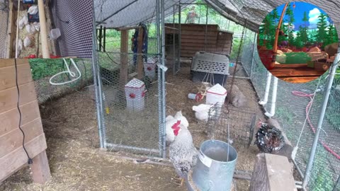 Chicken Live Stream