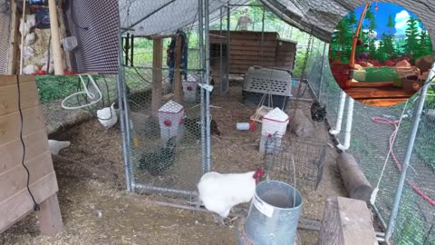 Chicken Live Stream