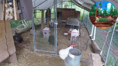 Chicken Live Stream