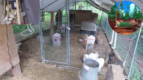 Chicken Live Stream