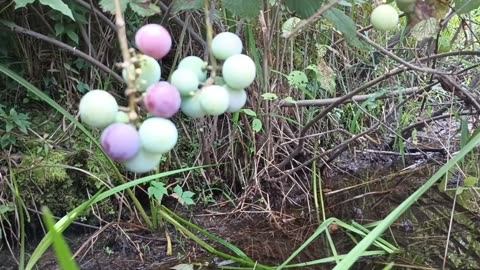 Wild Grapes