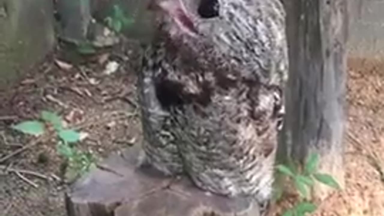 🤯✨ Discover the Ghost Bird That Haunts the Night! | FeedMyCuriosity