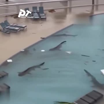 Sharks in the Resort Pool in Jamaica After the Passage of Hurricane Melissa #hurricaneMelissa