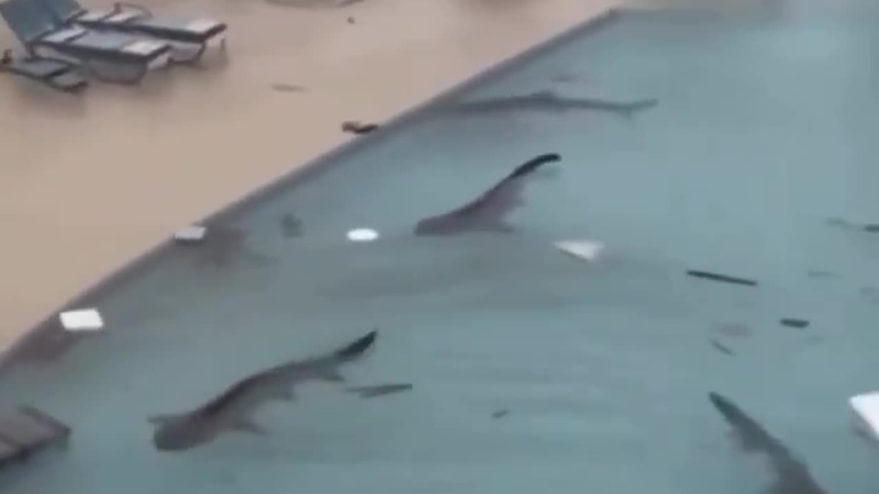 Sharks in the Resort Pool in Jamaica After the Passage of Hurricane Melissa #hurricaneMelissa