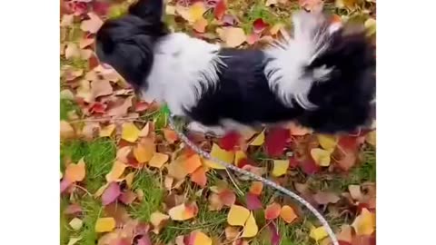 Lucky puppy