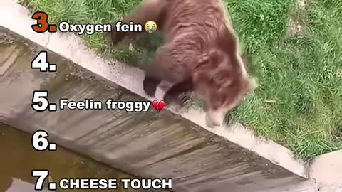 First animal videos